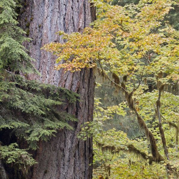 USA, Washington, Quinault Forest scenic